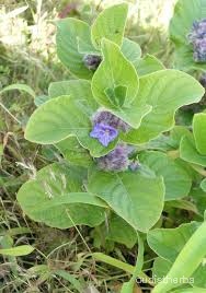 Neuracanthus sphaerostachyus fullplant9.jpg